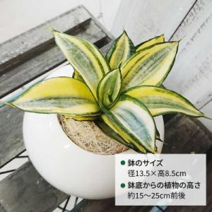 ふるさと納税 糸島市 サンセベリア・ゴールデン...の詳細画像1