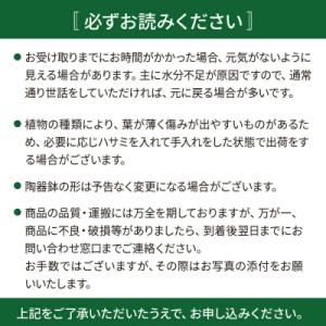 ふるさと納税 糸島市 サンセベリア・ゴールデン...の詳細画像3