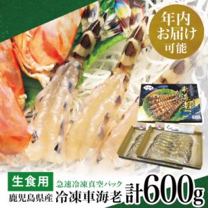 ふるさと納税 南さつま市 【年内お届け】鹿児島県産 活〆 冷凍車海老 計600g(生食用)