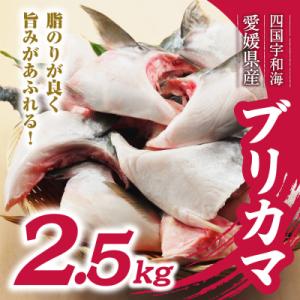 数量限定 ブリカマ 2.5kg ハマスイ 愛南町 愛媛県