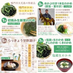 ふるさと納税 鳴門市 【全4回定期便】鳴門大毛...の詳細画像1
