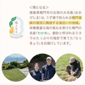 ふるさと納税 鳴門市 【全4回定期便】鳴門大毛...の詳細画像2