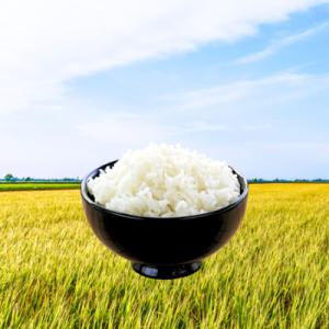 ふるさと納税 小牧市 R7年産「いのちの壱」(5kg)<農家直送> [208K09]