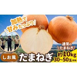 しお風 たまねぎ 10kg 大きさ不揃い《6月上旬-6月末頃出荷》岡山県 笠岡市