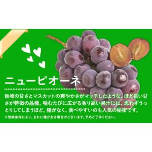 ふるさと納税 笠岡市 岡山県産 秀品 シャイン...の詳細画像1
