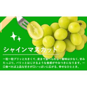 ふるさと納税 笠岡市 岡山県産 秀品 シャイン...の詳細画像2