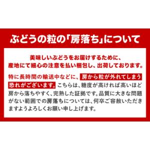 ふるさと納税 笠岡市 岡山県産 秀品 シャイン...の詳細画像3