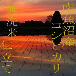 ふるさと納税 南魚沼市 【毎月定期便】《無洗米...の詳細画像3