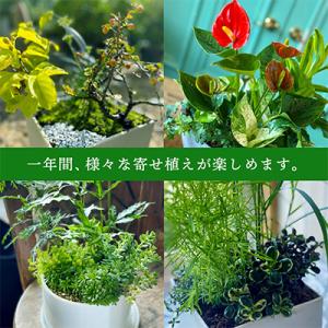 ふるさと納税 酒田市 【発送月固定定期便】植物...の詳細画像1