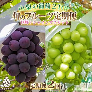 ふるさと納税 山梨市 【発送月固定定期便】山梨県産人気果物2種 種無し巨峰・シャインマスカット全2回