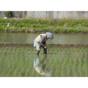 ふるさと納税 魚沼市 【毎月定期便】無洗米お米...の詳細画像3
