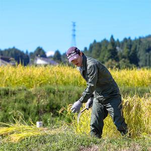 ふるさと納税 十日町市 【毎月定期便】魚沼産コ...の詳細画像1