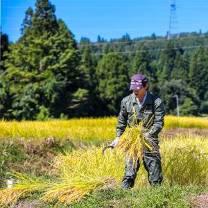 ふるさと納税 十日町市 【毎月定期便】魚沼産コ...の詳細画像2