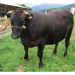 ふるさと納税 糸田町 【毎月定期便】A5,4等...の詳細画像2