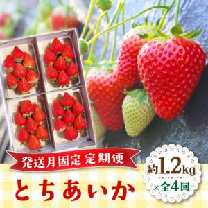 【発送月固定定期便】完熟朝摘み とちあいか 約1200g全4回