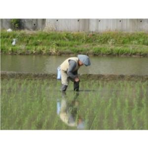 ふるさと納税 魚沼市 【毎月定期便】お米マイス...の詳細画像3
