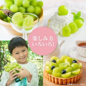 ふるさと納税 中野市 【発送月固定定期便】〈2...の詳細画像3