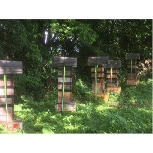 ふるさと納税 下野市 【毎月定期便】日本ミツバ...の詳細画像3