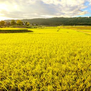 ふるさと納税 十日町市 【毎月定期便】中里地域...の詳細画像1