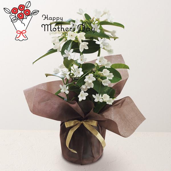 母の日 プレゼント マダガスカルジャスミン鉢植え 感謝 ありがとう 母親 お母さん 家族 愛 贈り物...