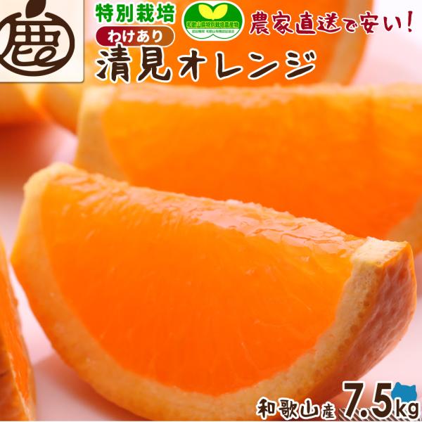 清見オレンジ 特別栽培 わけあり 7.5kg ／ 送料無料 減農薬栽培 有機肥料100% 清見 オレ...