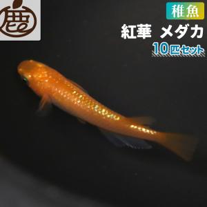 メダカ  紅華 稚魚 未選別 セット 10匹 ／ 送料無料 めだか こうか 赤 レッド 朱赤 ラメ メダカ販売 生体｜y-shikazo