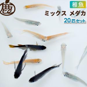 メダカ 稚魚 MIX 未選別 セット 20匹 ／ 送料無料 生体 めだか 稚魚 セット ミックス メダカ販売｜y-shikazo