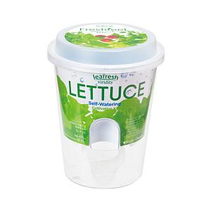 聖新陶芸 フレッシュフィール　レタス