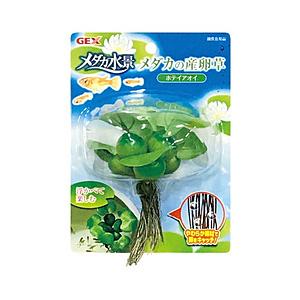 ジェックス メダカの産卵草　ホテイアオイ