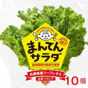 バタビア10個 まんてんサラダ やぶらぶウォーカー レタス 兵庫県養父市 無農薬  プチギフト のし...