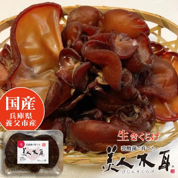 美人木耳 国産 生 きくらげ 乳酸菌で育てた びじんきくらげ 兵庫県養父市産 50g/100g