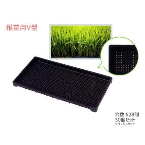 中苗用 育苗箱 水稲用 1300穴 60×30×3cm 30個セット 黒 ブラック