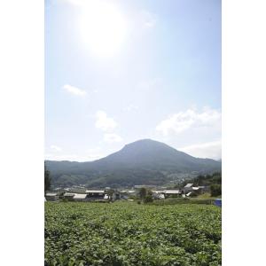 【ヤーコン訳あり生芋2kg長野県産 送料無料※...の詳細画像2