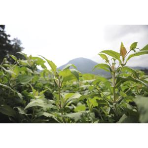 【ヤーコン訳あり生芋2kg長野県産 送料無料※...の詳細画像5
