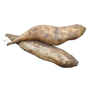 ※12月上旬より発送開始※【ヤーコン生芋10kg長野県産】【送料無料※東北以北660円、九州は440円追加】自然栽培　農薬不使用　肥料不使用