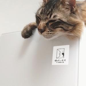 猫がいます 猫ステッカー(ホワイト) ステッカ...の詳細画像3