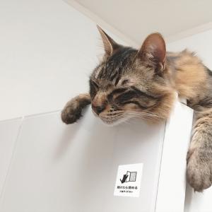 ステッカー おしゃれ 開けたら閉める 猫ステッ...の詳細画像2