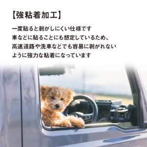 REC ドライブレコーダー 搭載 車 猫 ステ...の詳細画像2