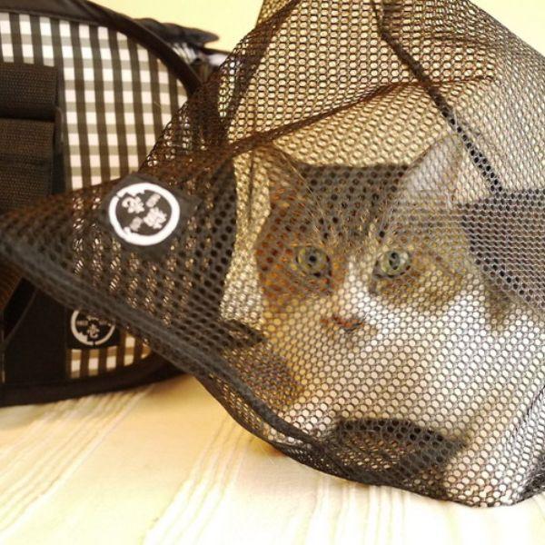 猫壱 おちつくネット 猫 災害 防災 日常 子猫 保護猫 爪切り シャンプー