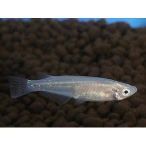 青メダカ　１０匹