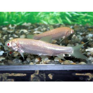 草魚　アルビノ　淡水魚 アルビノソウギョ（アルビノ草魚） 8cm前後 : フォーカス ヤフー店