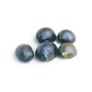 イシマキガイ　S〜Ｍサイズ　５０個