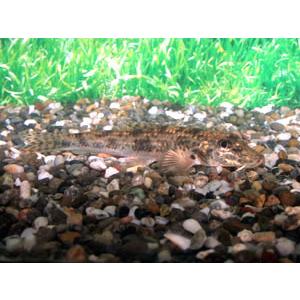 カマツカ　Ｍ　２匹