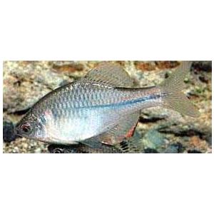 カゼトゲタナゴ　ＭＬ５匹