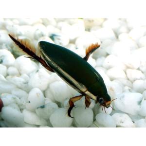 コガタノゲンゴロウ