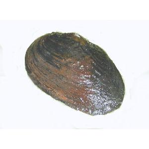 マツカサガイ　５〜６ｃｍ　５個
