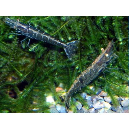 ミナミヌマエビ　Ｍ〜Ｌサイズ（標準サイズ）１００匹