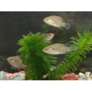 オヤニラミ　３〜４cm前後