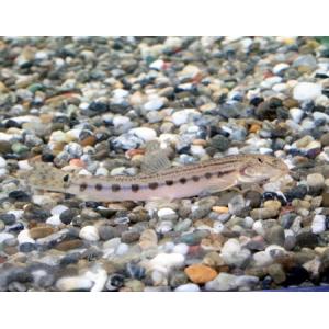 シマドジョウ　５〜６ｃｍ前後　５匹｜フォーカス ヤフー店