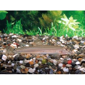 スジシマドジョウ　４ｃｍ前後　５匹（プラス保証分１匹）